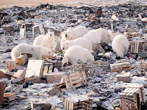 Арктика кричит «SOS!»