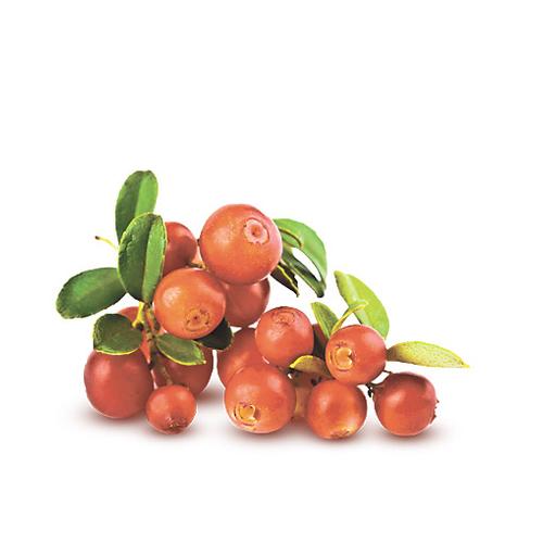 Клюкву и землянику будут выращивать в промышленных масштабах