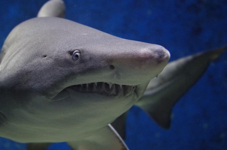 В Южной Африке дайверов атаковала гигантская акула-людоед