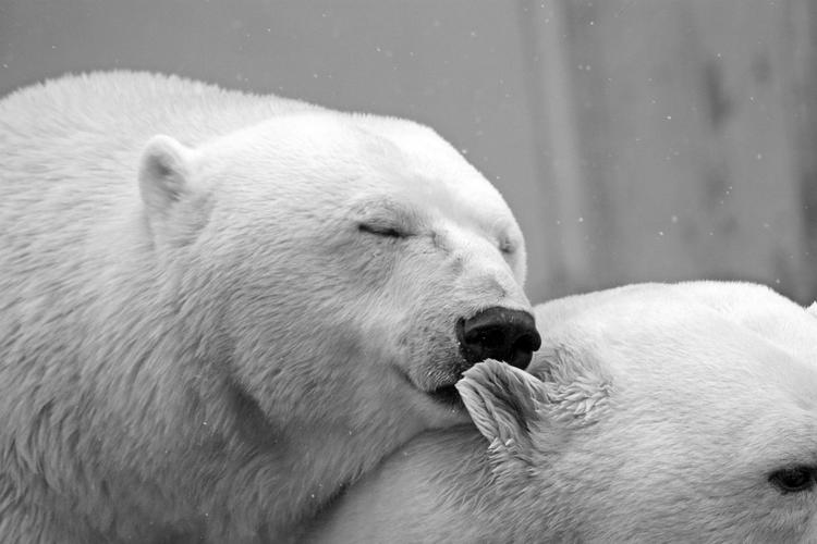 Экологи бьют тревогу: белые медведи вымрут в считанные годы