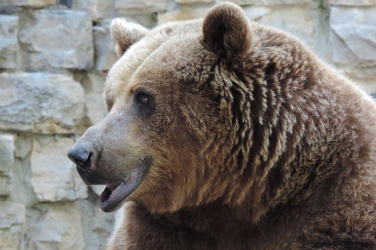 Жители Томска защищают медведя-людоеда