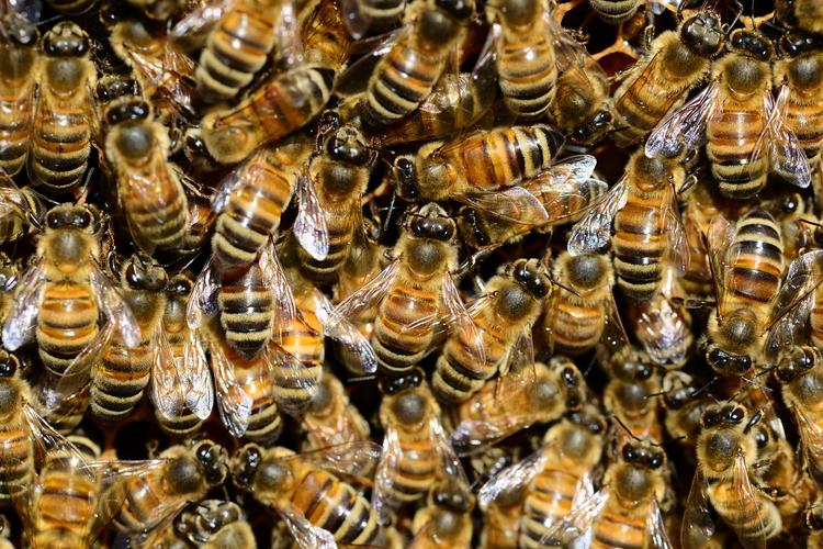 Во Внуково на пассажирский самолет напали тысячи пчел