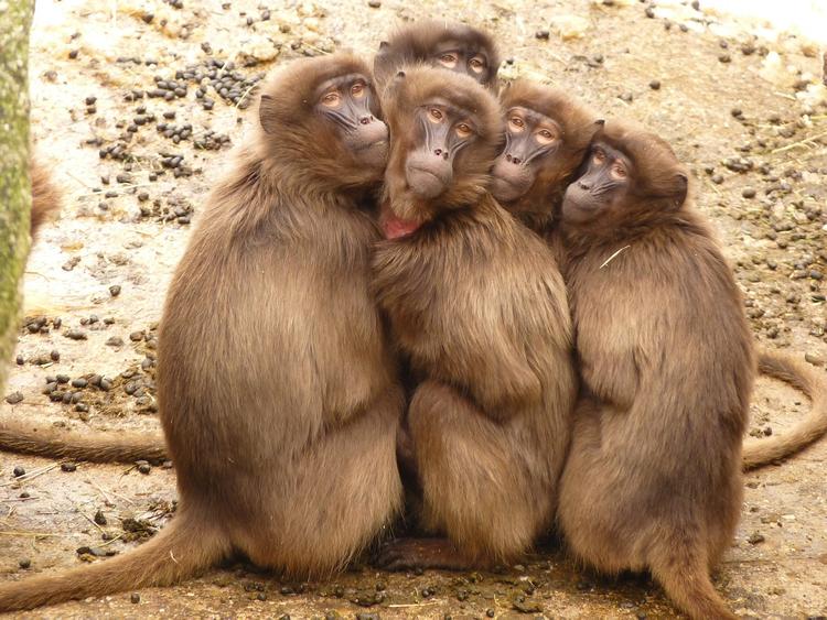 Ученые создали из мозга трех обезьян живой компьютер