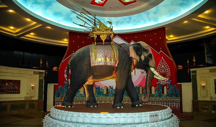 В Могилёве во время циркового представления слон упал с двухметровой высоты