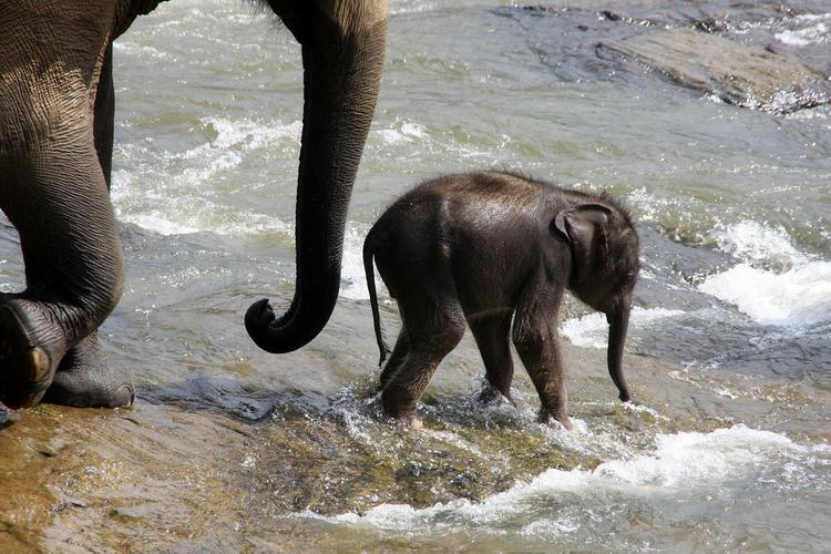 Слоненок, играющий с ласточками, взорвал интернет ВИДЕО