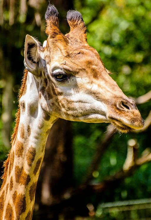 Интернет-позьзователи возмущены селфи американки с убитым жирафом
