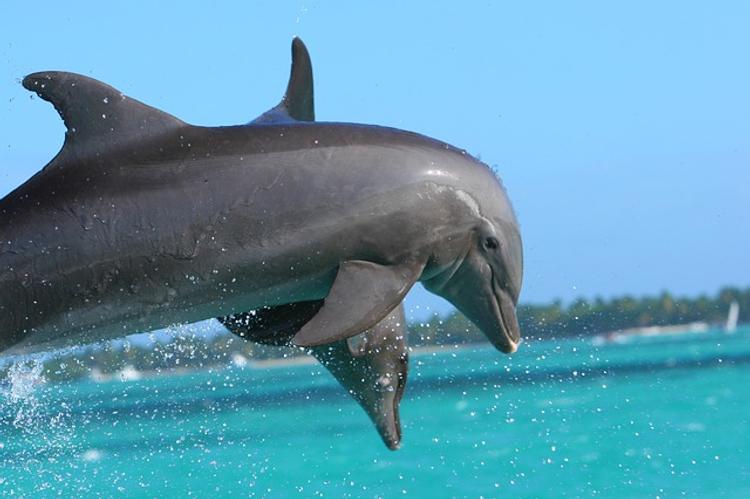 16 черных дельфинов выбросились на побережье Канады