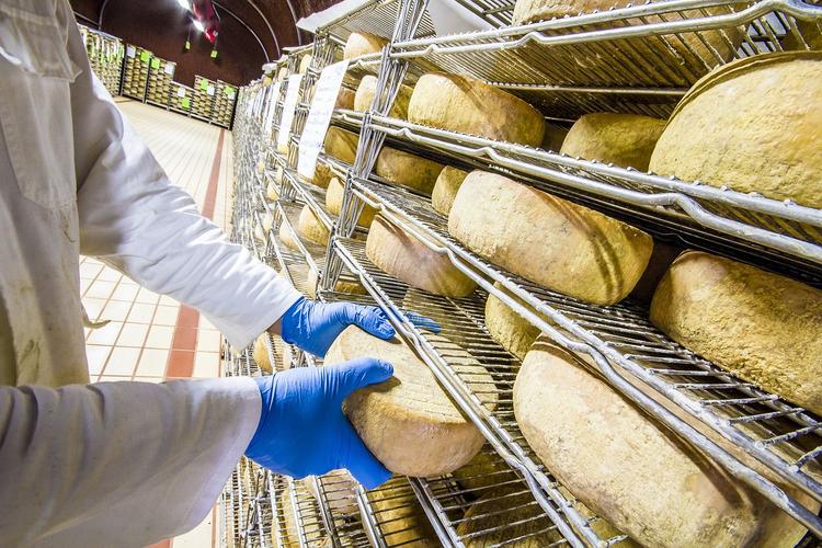 Сыр, попавший под российское эмбарго, в Дании был отдан бездомным