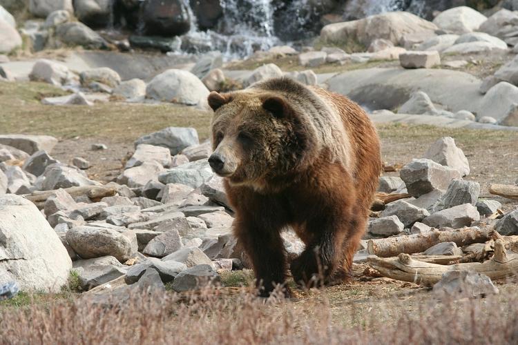 Медведь убил сотрудника Йеллоустонского национального парка