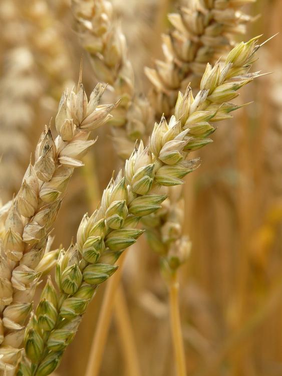 Дворкович заявил, что правительство не будет вводить лимит на экспорт зерна