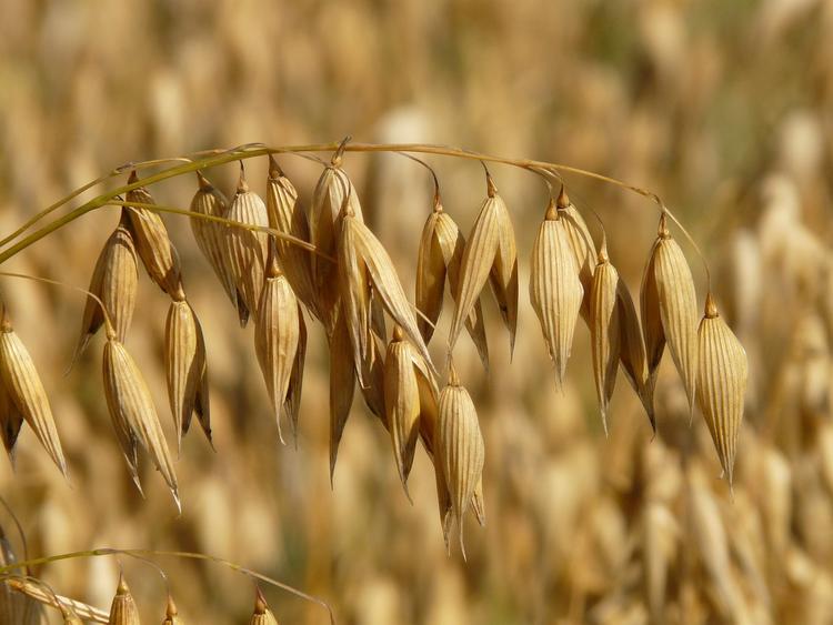 В России собрали урожай зерна и заявили, что он меньше, чем в прошлом году