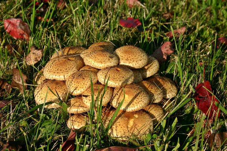 В Подмосковье появился новый вид ядовитых грибов, похожих на съедобные