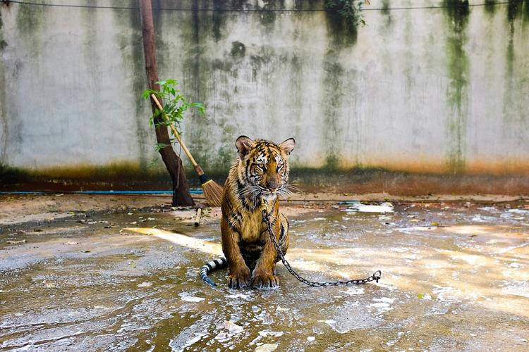 Из-за гибели животных в зоопарке в Приморье возбуждено дело