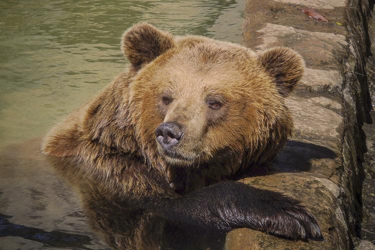 Из затопленного зоопарка в Уссурийске эвакуируют животных