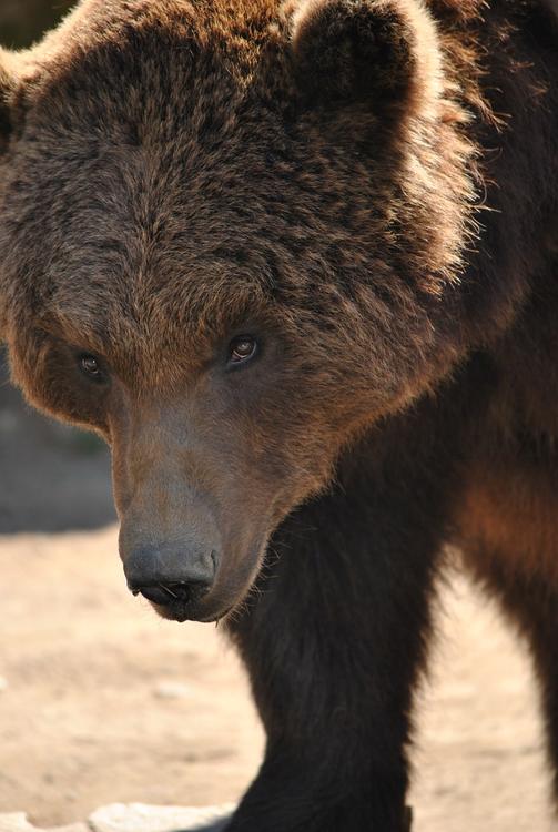 Медведица, эвакуированная из уссурийского зоопарка, погибла