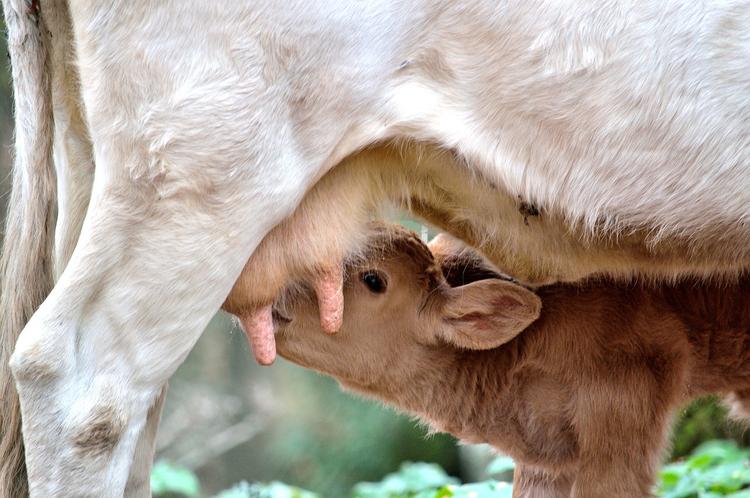Первая в мире клонированная корова родила здорового теленка