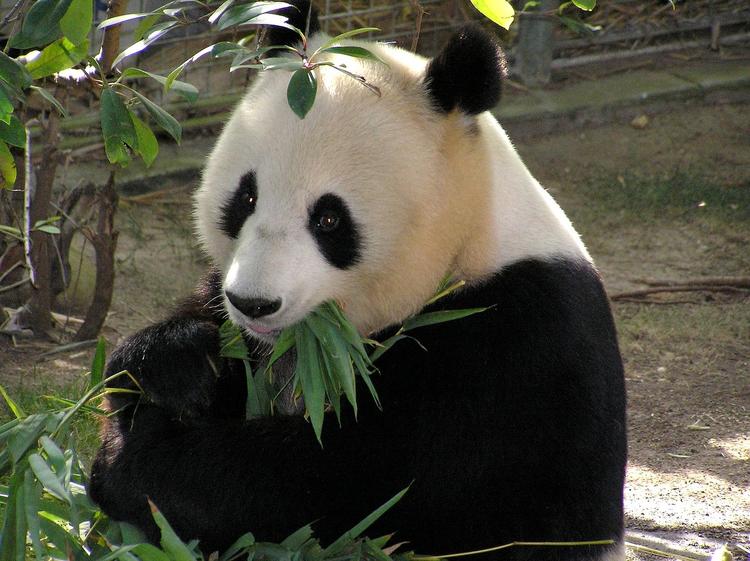 В Китае большая панда родила двойняшек