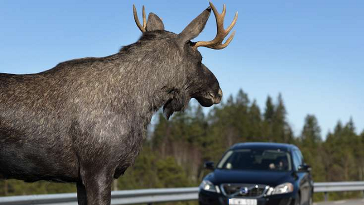 Подземные переходы для лосей построят в Петербурге