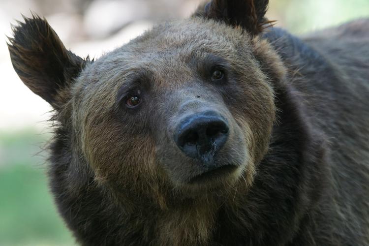 В Приамурье медведь, лакомившийся малиной, напугал школьников