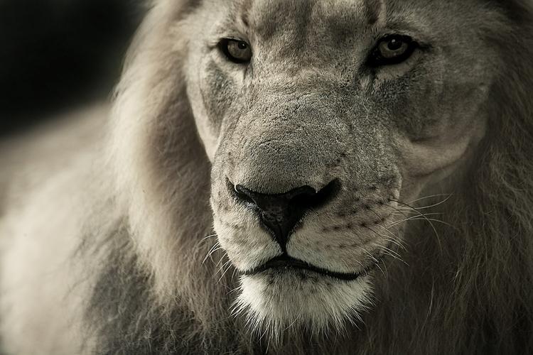 Датский зоопарк готов публично вскрыть тело льва