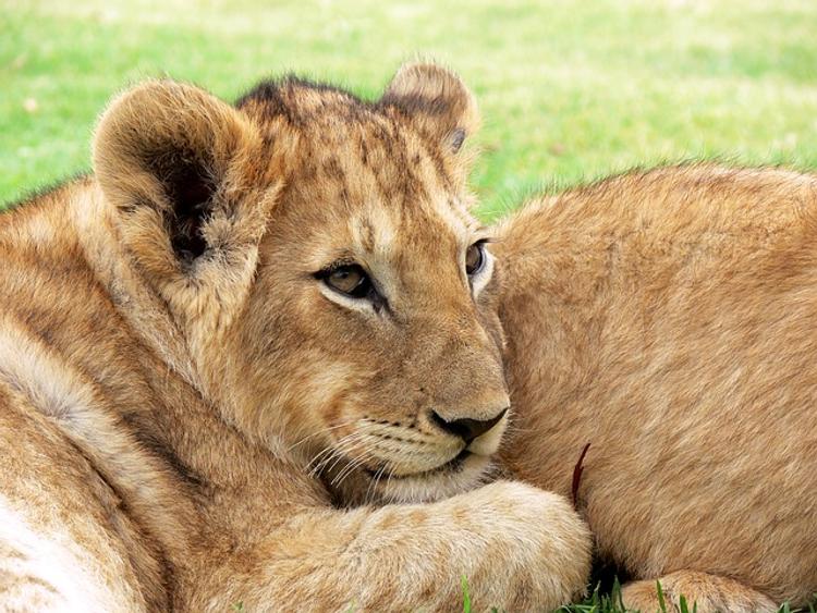 Пушков о расчленении льва в датском зоопарке: Новые ценности?