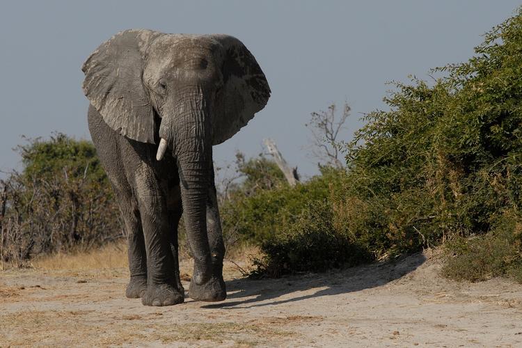 Турист из Германии убил самого крупного слона Зимбабве