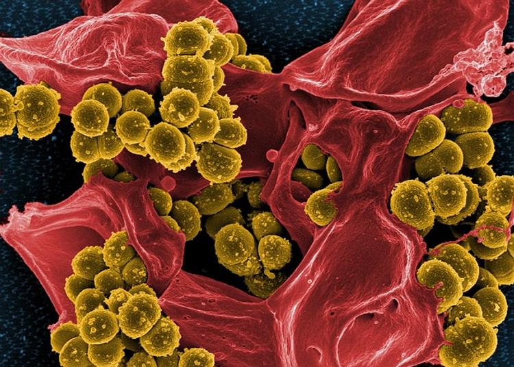 Ученые: Бактерии взаимодействуют между собой и объединяются