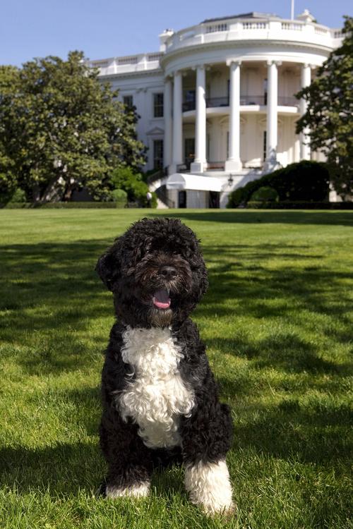 Обама: Украиной правят идиоты, которым я бы не доверил убирать за моим псом