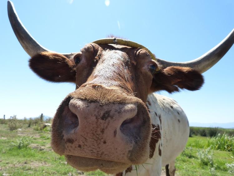 Жители Торжка боятся коровы с пятью ногами, которая гуляет по улицам
