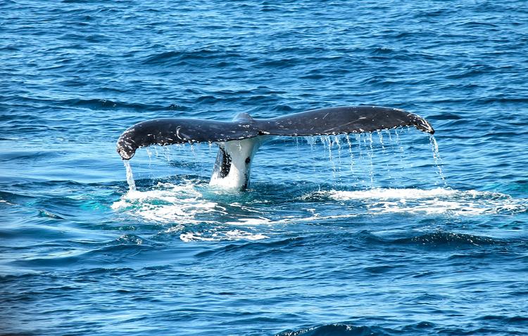 Пять британских туристов погибли у берегов Канады, наблюдая за китами