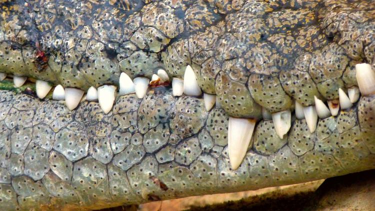 В Австралии крокодил вытащил из лодки пожилого рыбака и съел