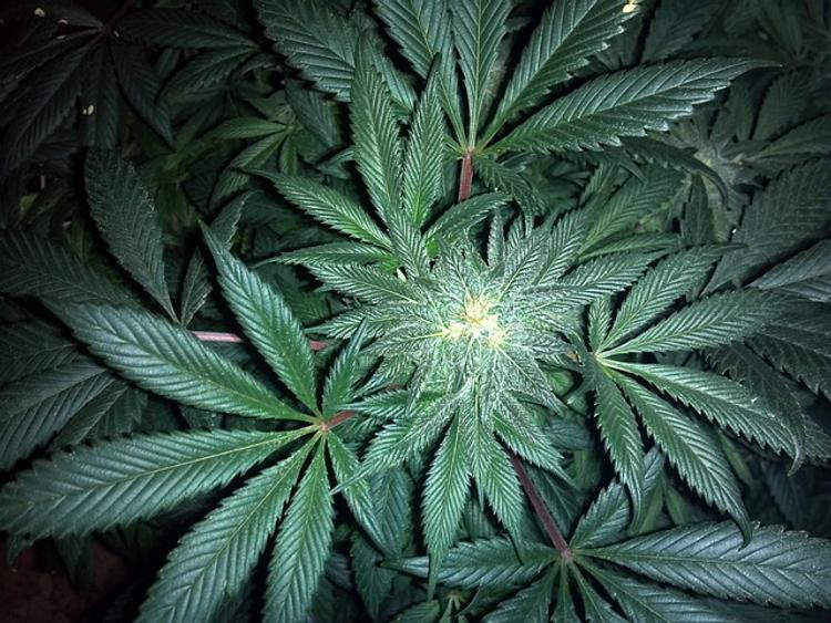 Суд в Мексике разрешил выращивать марихуану в личных целях