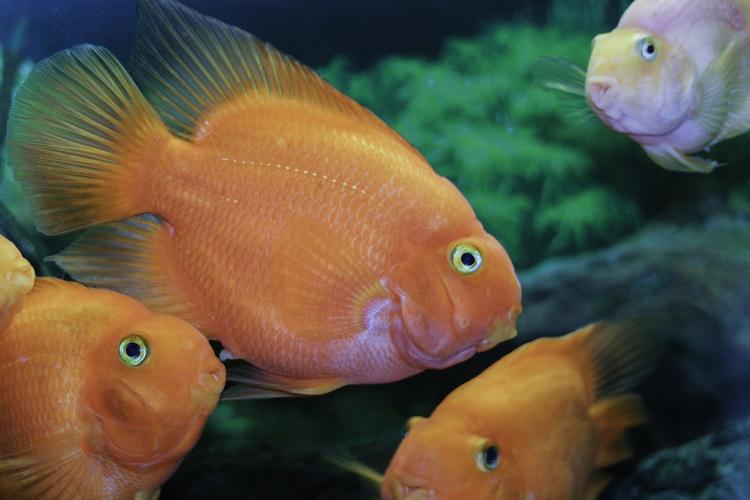 Ученые сделали удивительное открытие: рыбы являются эмоциональными созданиями