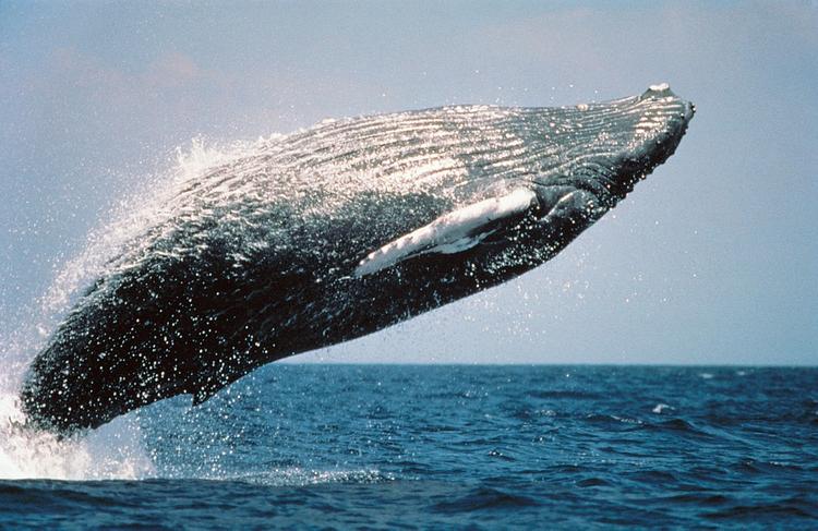 Япония возобновляет китовый промысел несмотря на запрет суда