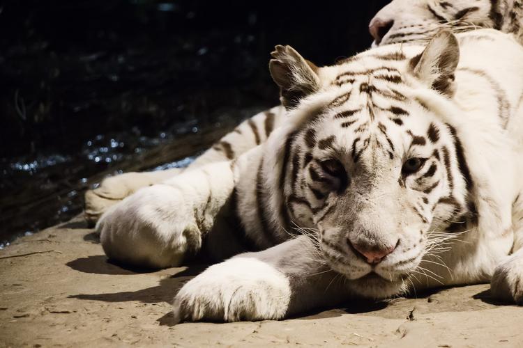 В зоопарке Ялты умирает третий белый тигренок