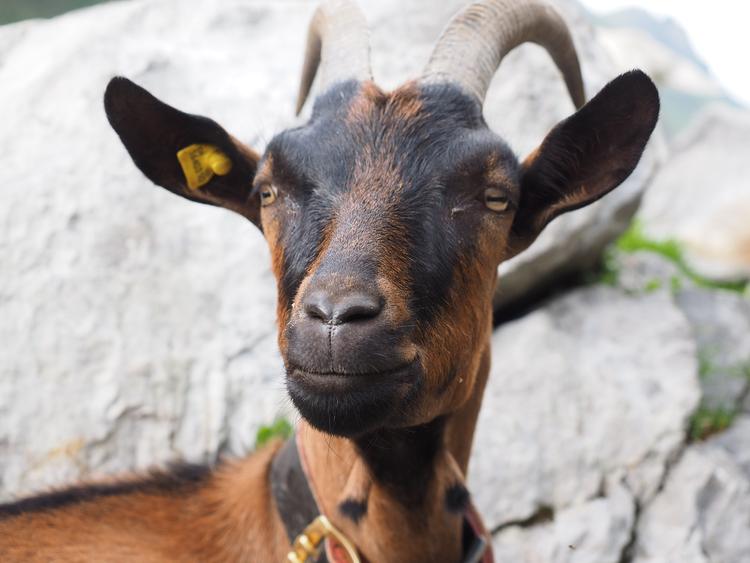 Эксперт убеждён, что козел Тимур нестандартно себя ведет и поэтому еще жив