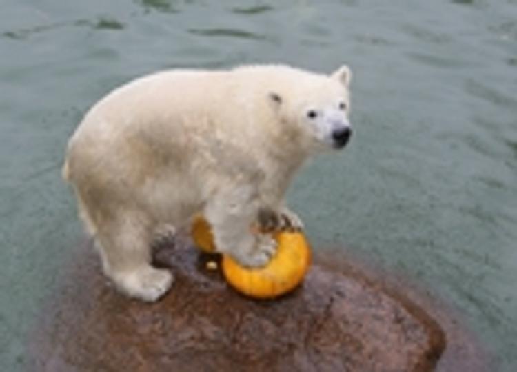 Чукотская прокуратура начала проверку по поводу садизма с белой медведицей