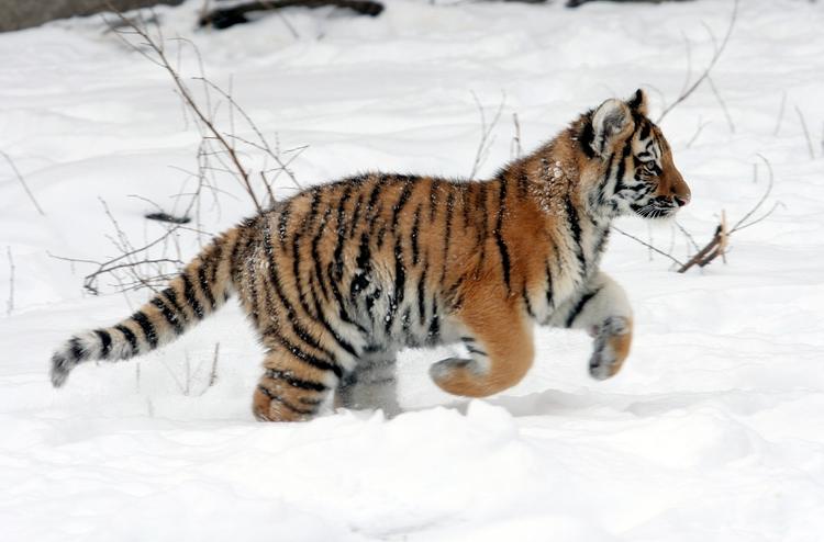 За минувшую неделю в Приморье спасли от голода уже второго амурского тигренка