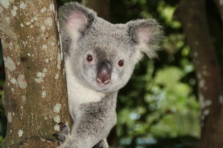 Самка коалы расплакалась, после того, как её столкнули с дерева ВИДЕО