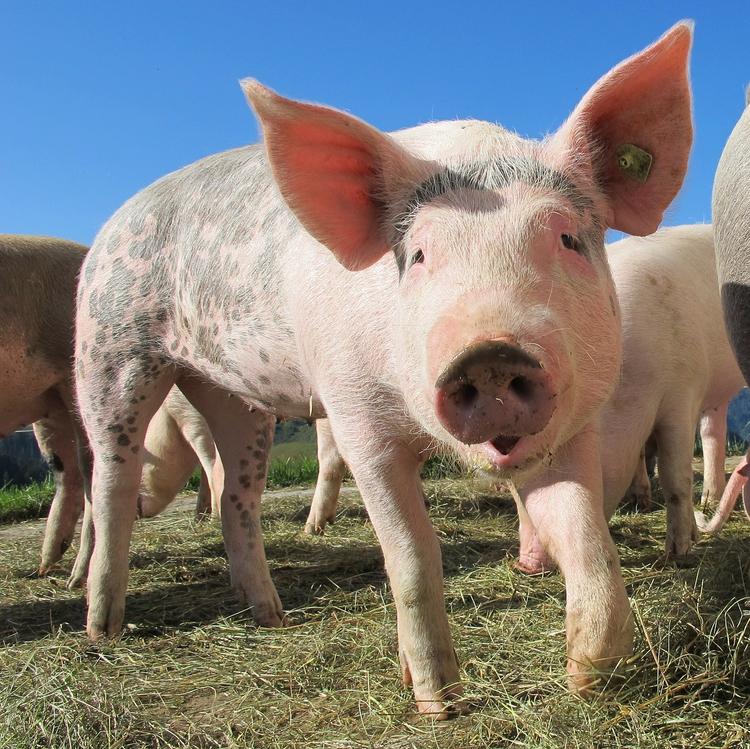 Британские ученые намерены выращивать донорские органы в теле свиней