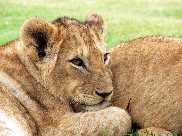 В датском зоопарке в образовательных целях провели вскрытие льва