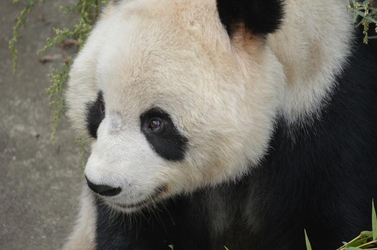 Очаровательного детеныша большой панды показали в зоопарке Вашингтона (ВИДЕО)