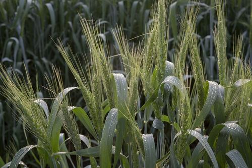 Китай будет покупать миллион тонн нашей пшеницы