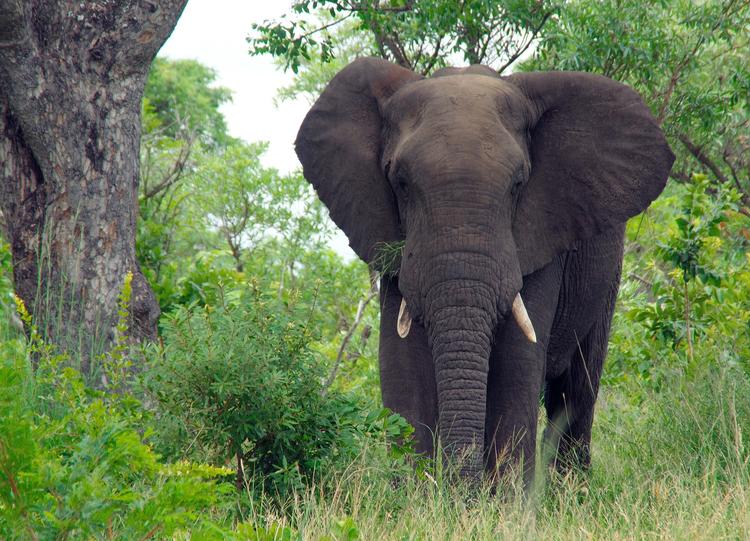 Взбунтовавшийся слон растоптал в Таиланде туриста