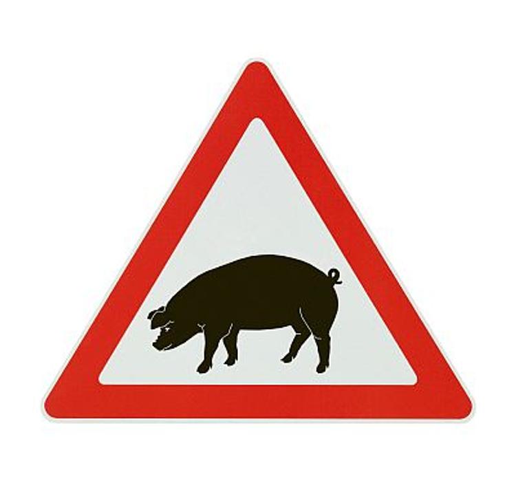 Ещё один очаг африканской чумы свиней выявлен в Пензе