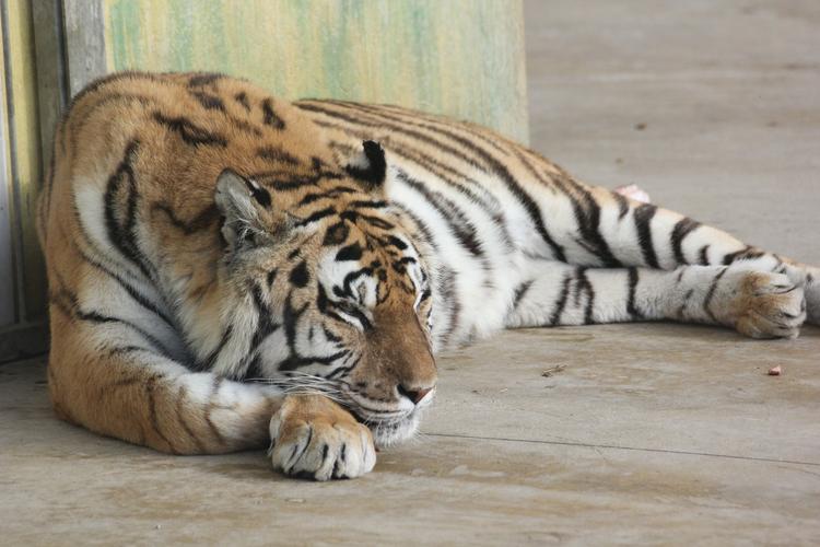 По улицам Воронежа спокойно гулял тигр, сбежавший от хозяина