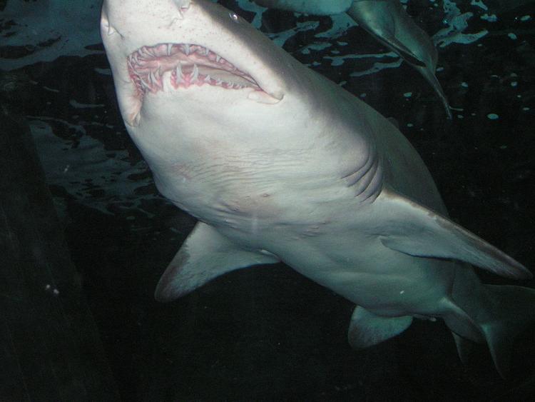 В прошлом году акулы побили все рекорды по нападению на людей