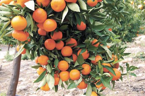 В нашу страну впервые приплыли индийские мандарины