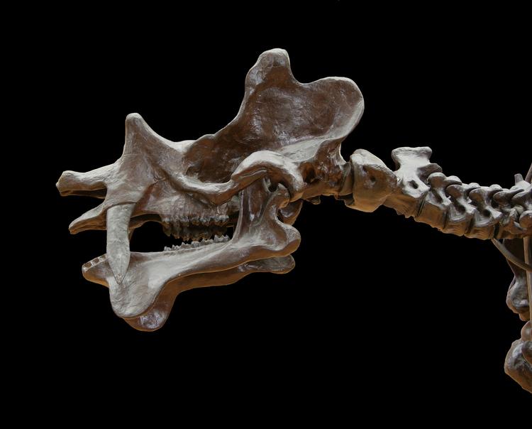 На востоке Марокко обнаружили скелеты динозавров