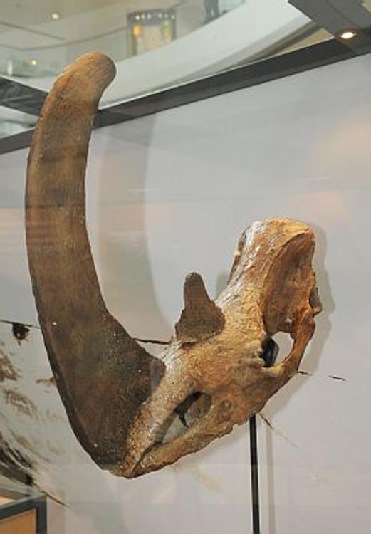 Судебные приставы передали музею рог шерстистого носорога